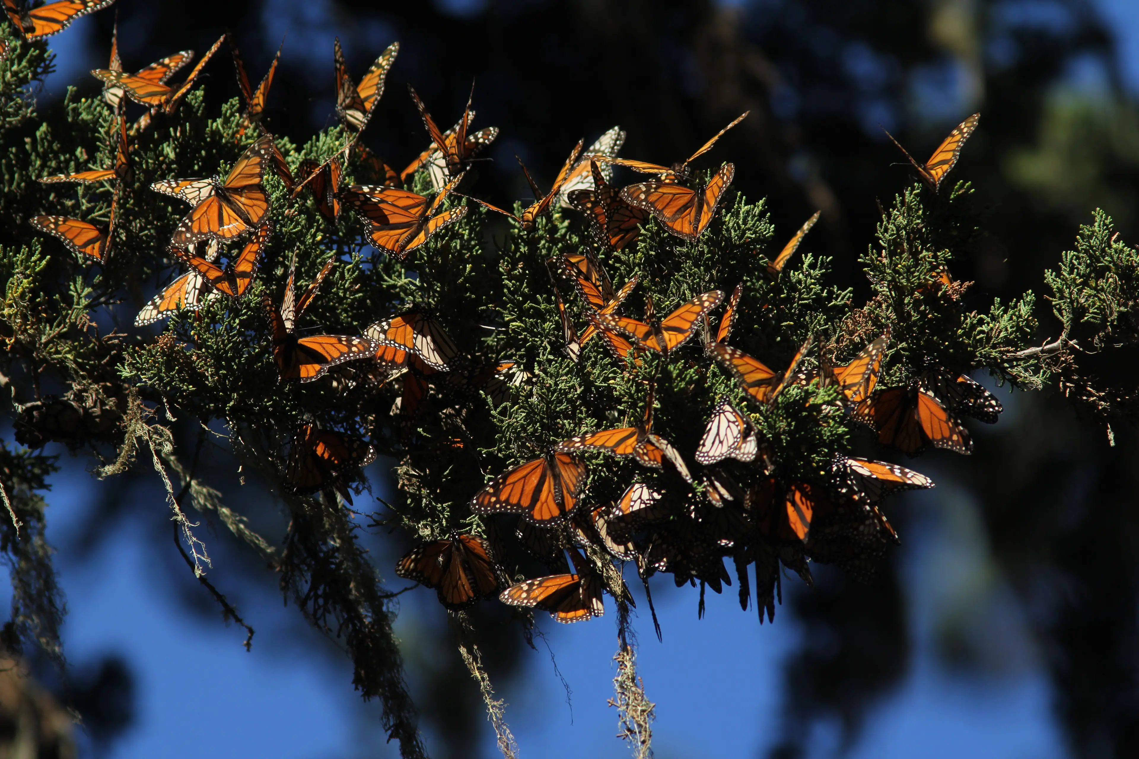 Monarch butterflies in Pacific Grove, California.