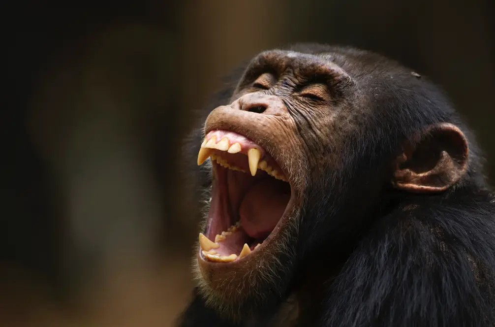 The chimpanzees have been studied for years (Getty/Fiona Rogers)