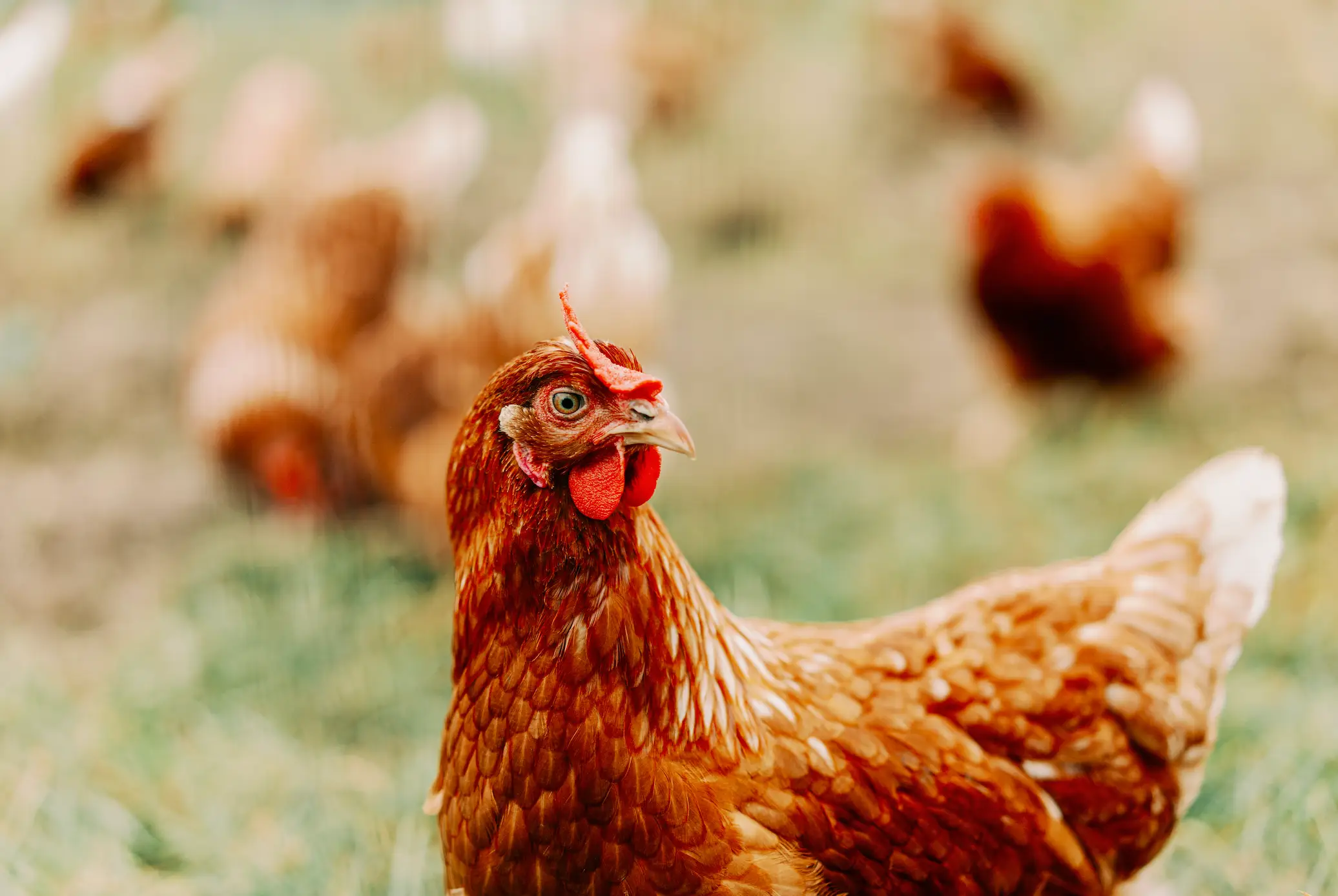 You are basically eating great descendant of the T-rex (Getty Stock Image)