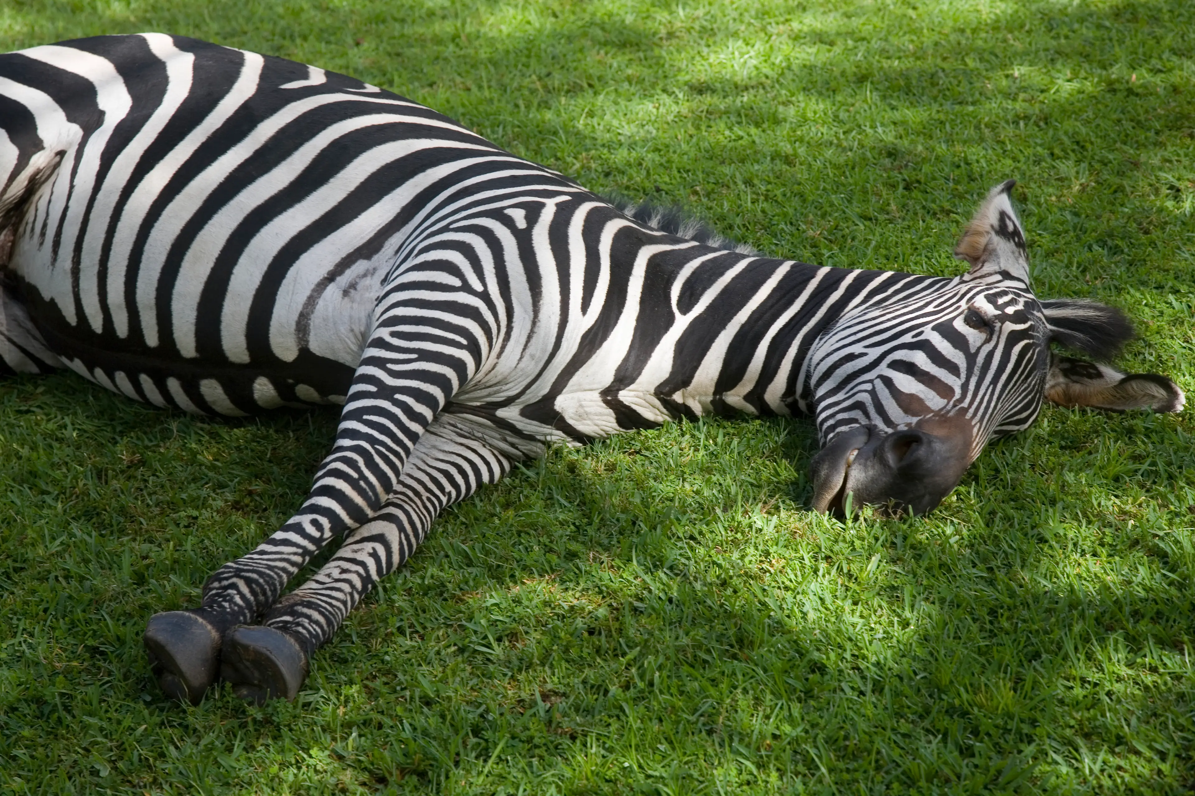 This zebra must not have tried the 'zebra striping' trend... (Getty Stock Image)