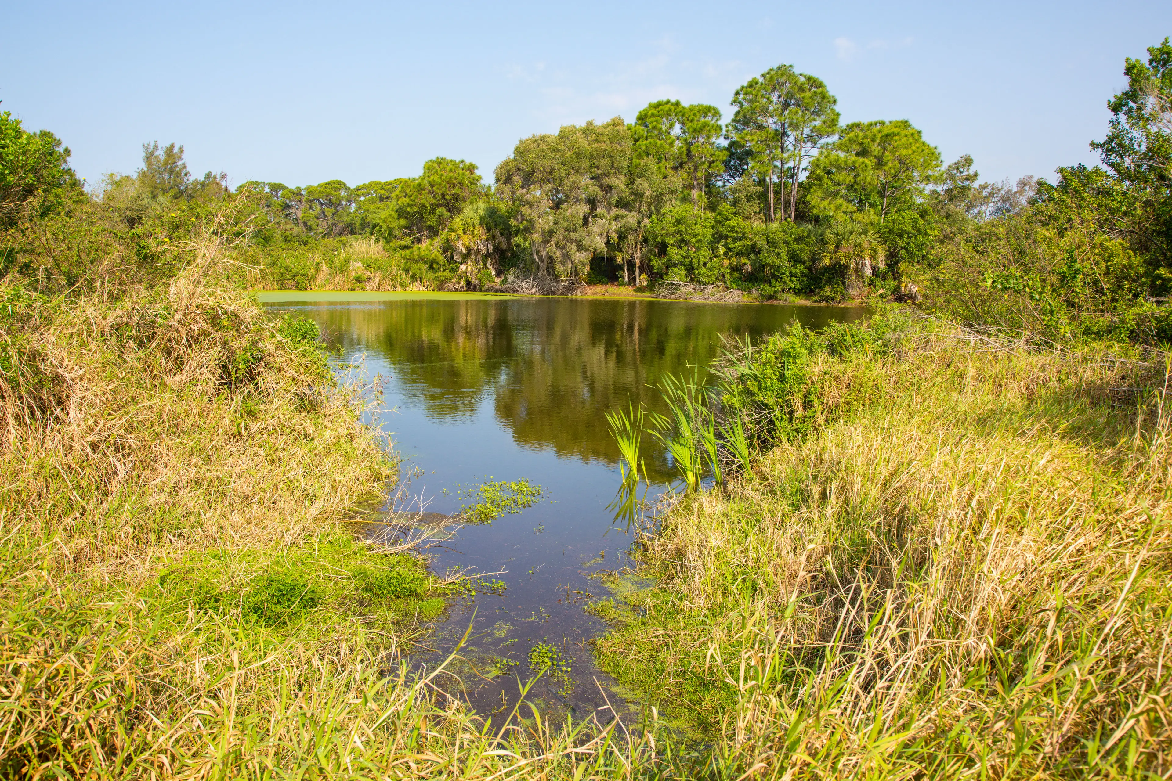 Florida has the highest rate of cases because its warm weather and fresh water.