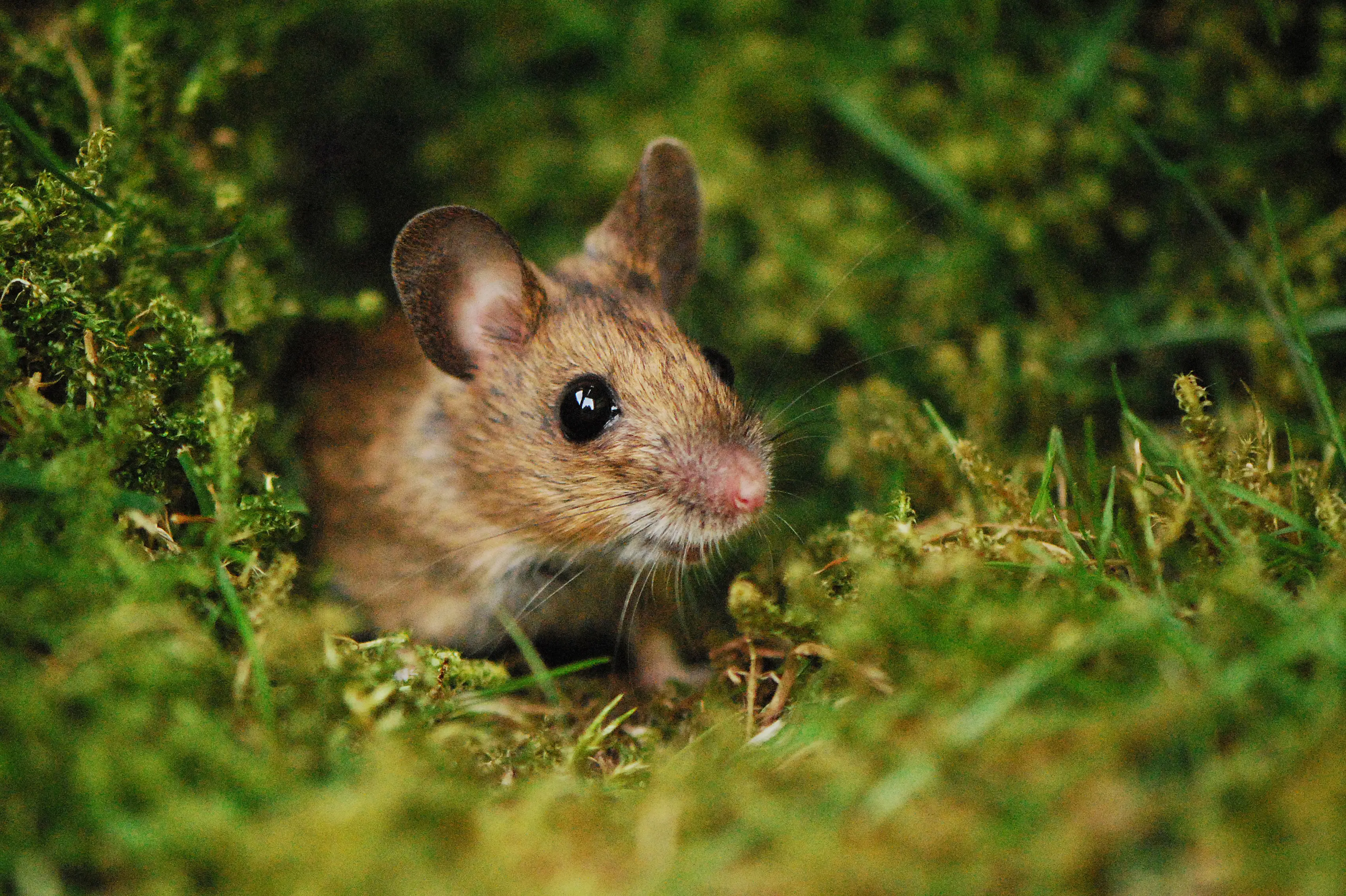 Mice take up to 250 breaths per minute (Getty Stock Photo)