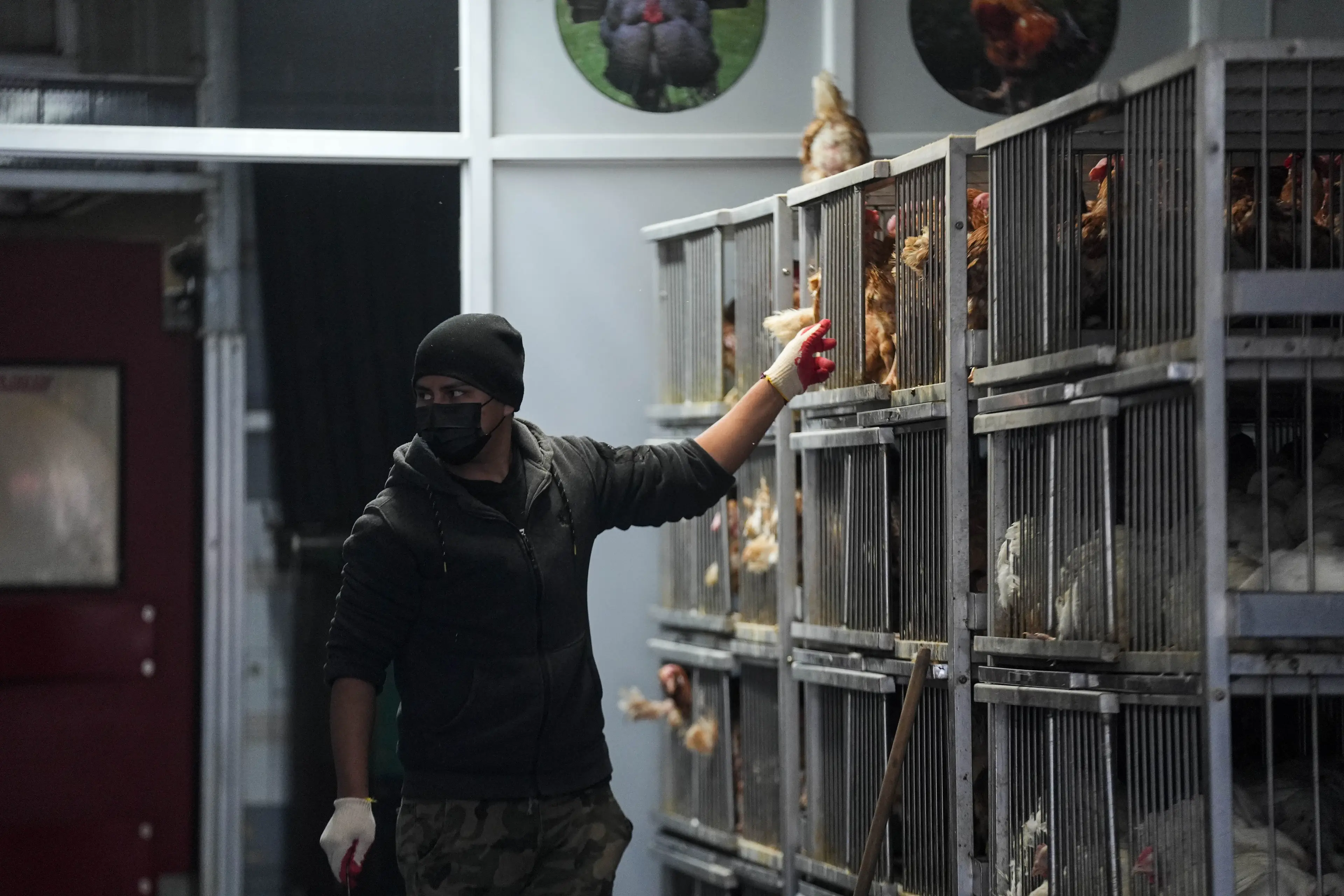 Poultry and cattle workers make up the majority of bird flu infections (Lokman Vural Elibol /Anadolu via Getty Images)