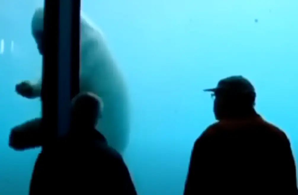 The polar bear was seen throwing a rock against its enclosure (Reddit) 