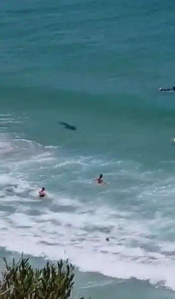 The shark was spotted in Cape Town. (@the_gregdavies/Twitter)