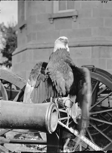The eclectic collection includes a brown feather from "Old Abe", the legendary bald eagle mascot who accompanied Union soldiers through more than 30 Civil War battles. (Wikipedia/State Historical Society of Wisconsin Visual Archives)