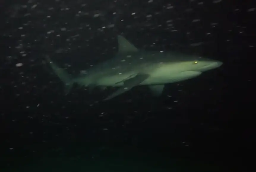 Some reinforced viewers’ intention to not swim in the ocean (Odysseas Froilan/YouTube)