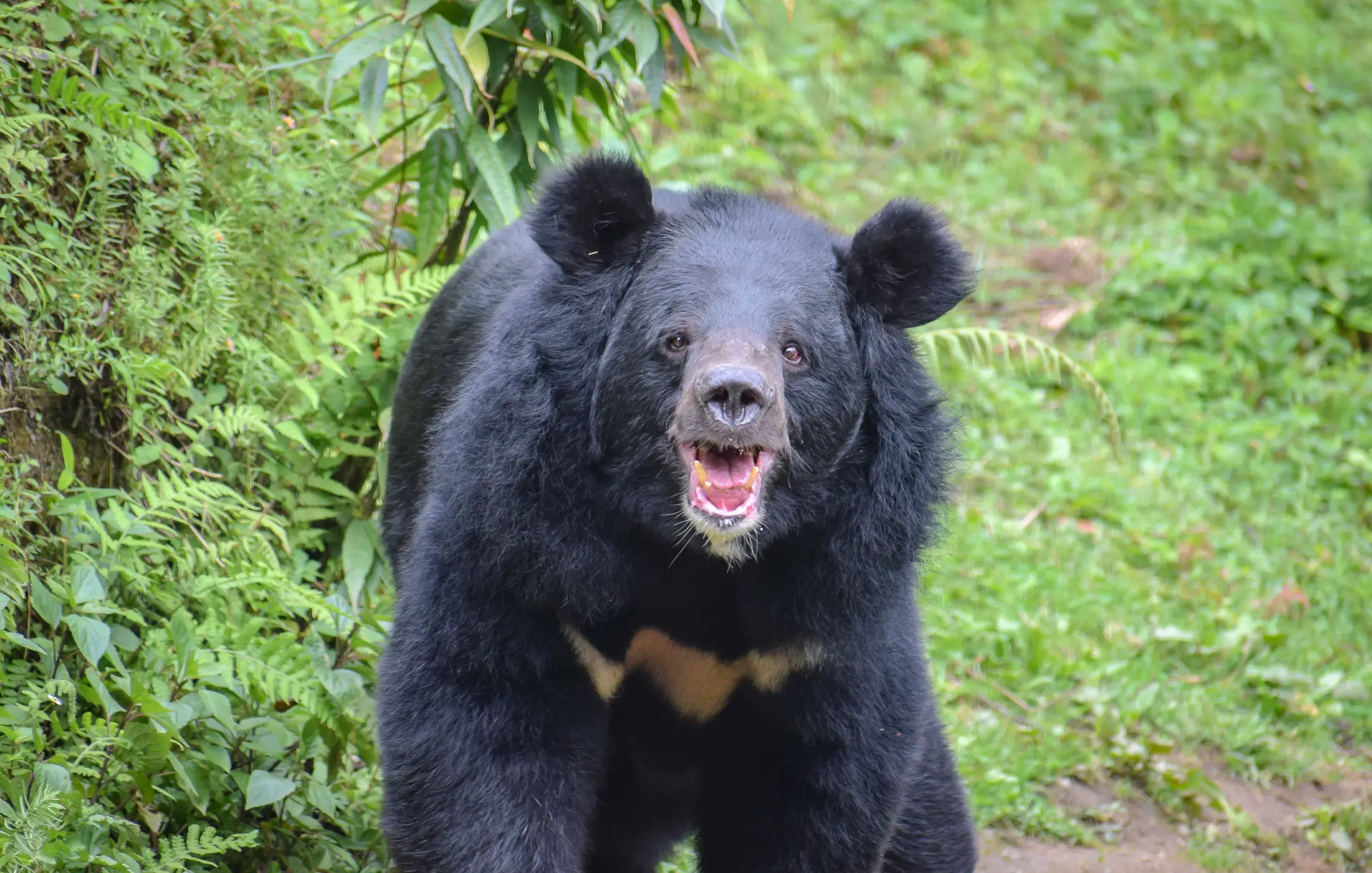 The Asian black bear is native to Japan (Getty Images)