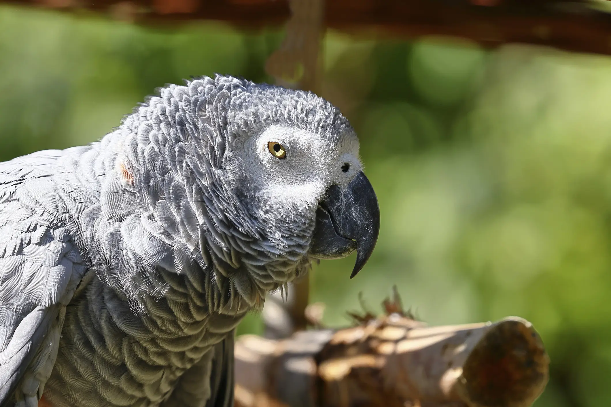 Nigel is an African Grey parrot (Getty Stock Photo)