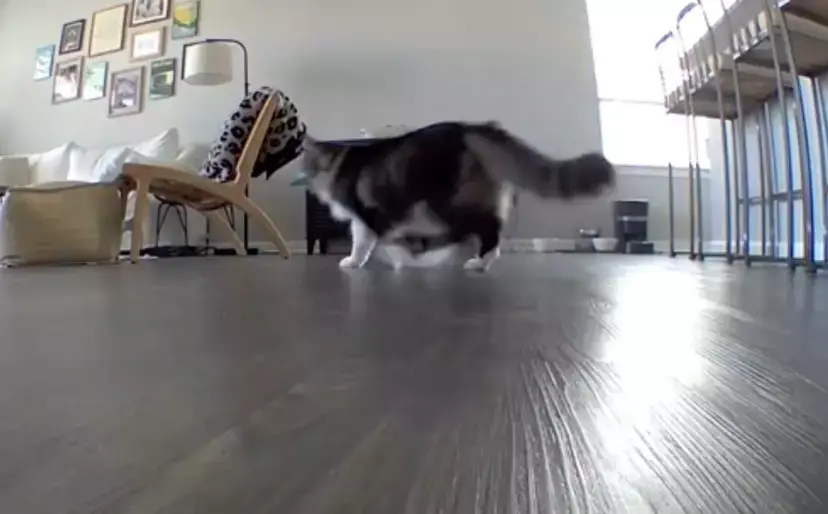 Pawl tugged at the heartstrings of viewers. (TikTok/@catnamedpawl)