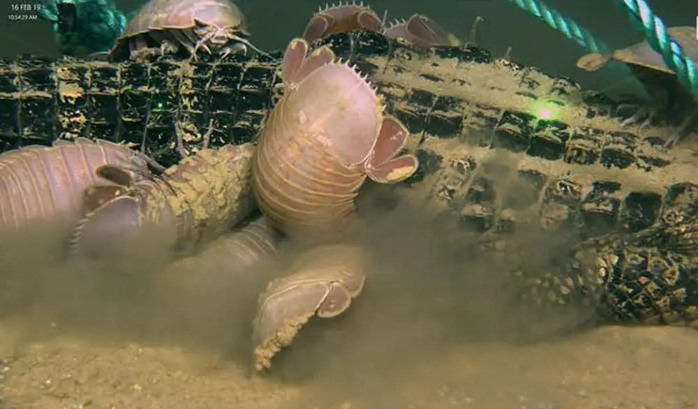 The giant isopods burrowed into the carcass.