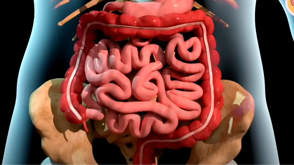 YouTube/@dr.paulinemoyaert