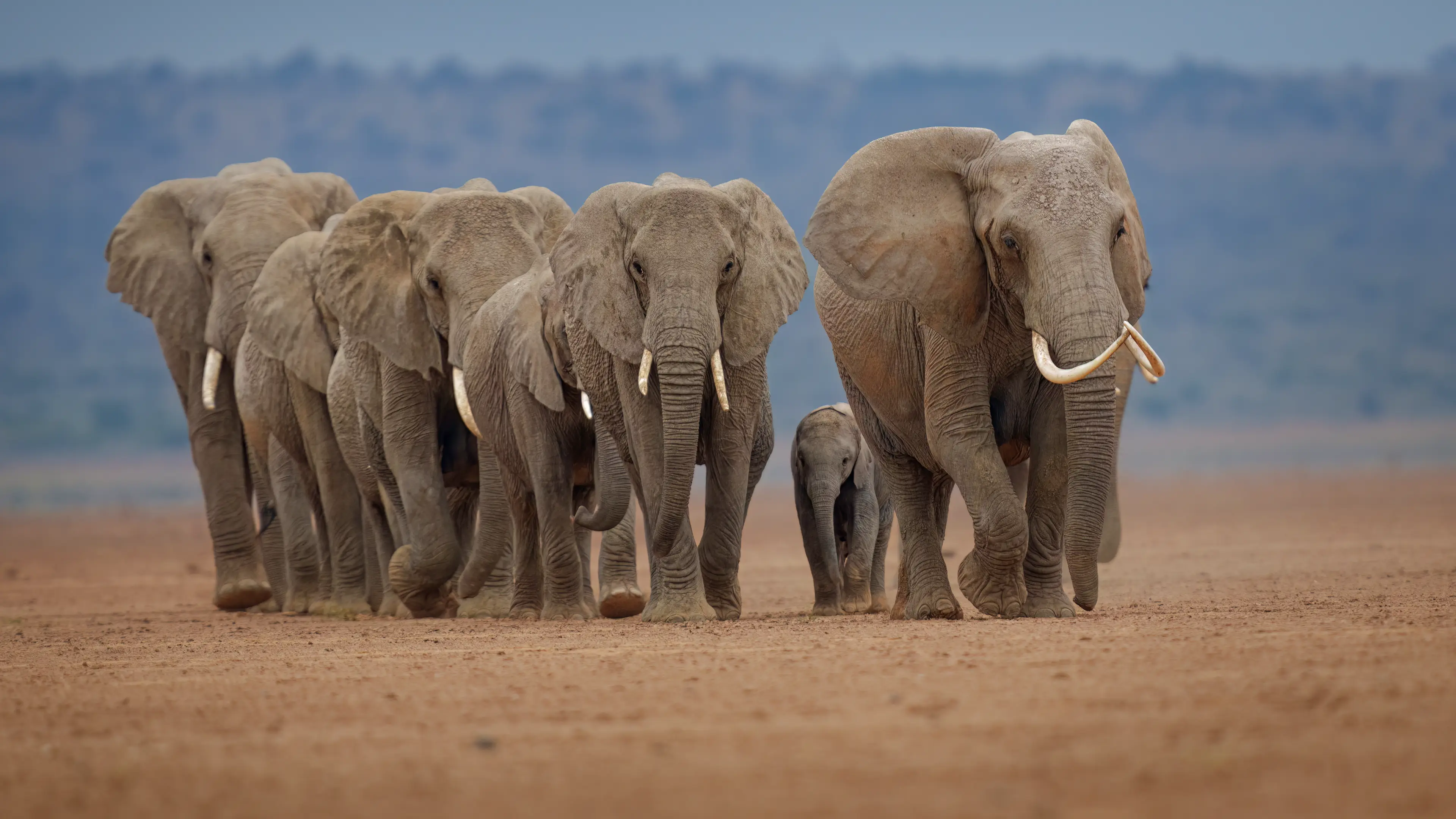 People have remarked at just how amazing the paternal instict is in animals like elephants (Getty Stock Image)