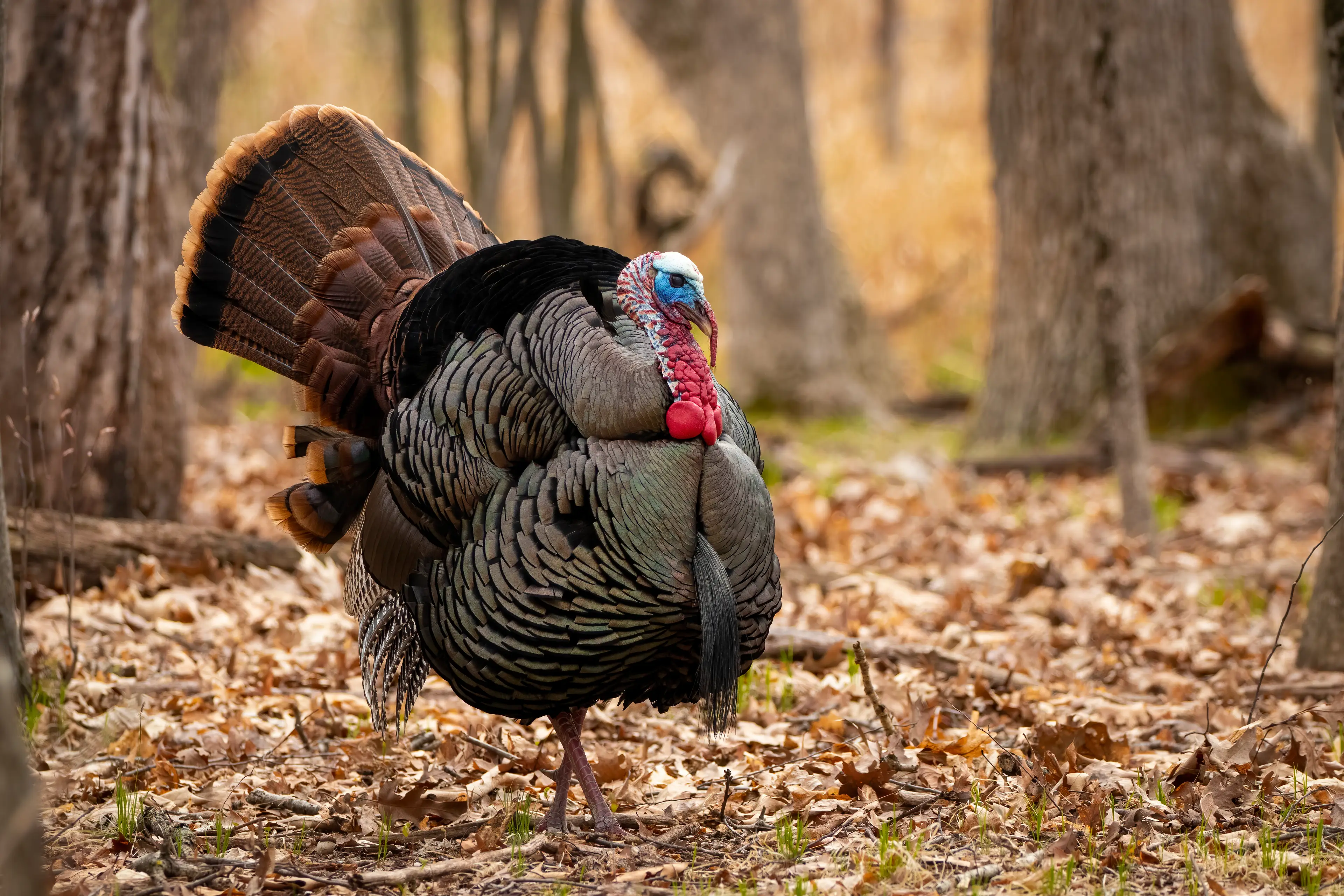 Turkeys are expensive to rear (Jim Mahon/500px/Getty)