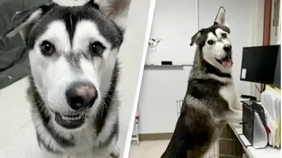 Joy Ollinger / Facebook