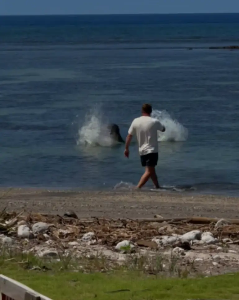 A man was filmed trying to harm a beloved seal in Hawaii (US Attorney's Office - District of Hawaii)