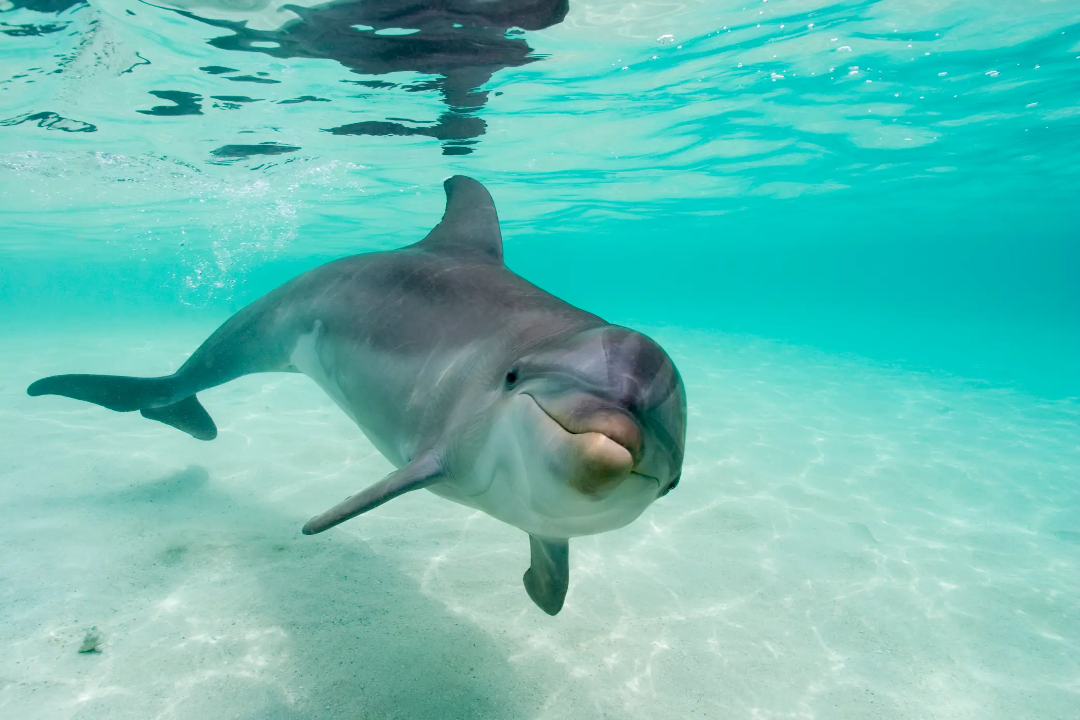 Dolphins take fewer breaths per minute (Getty Stock Photo)