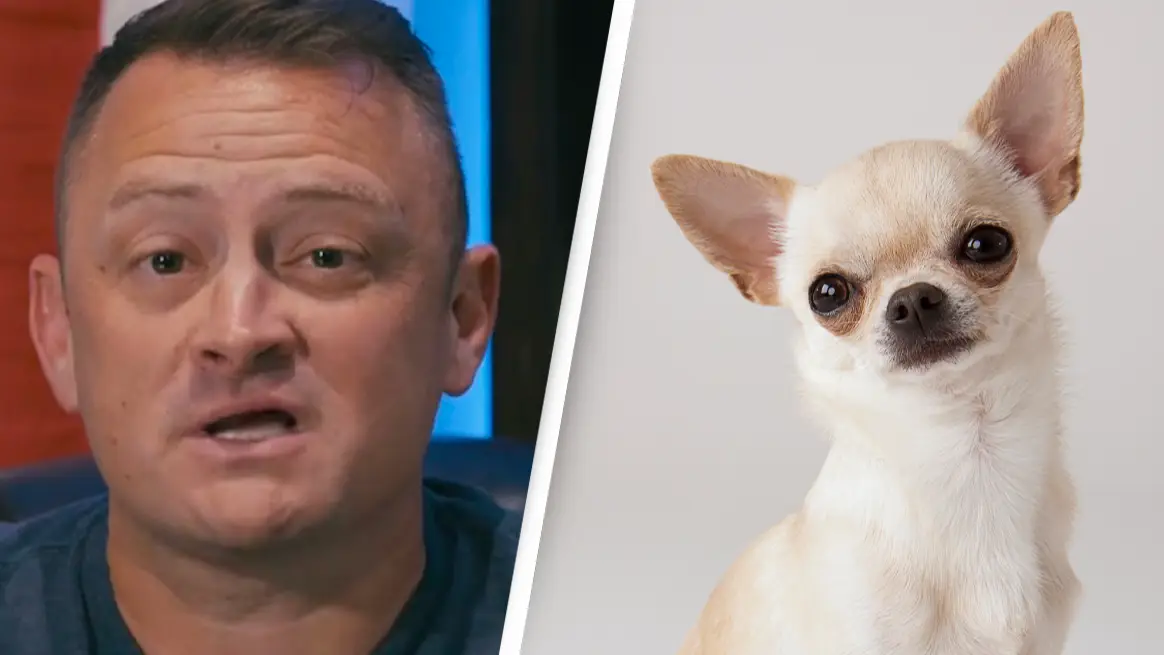 TikTok / @americanstandardk9/ Getty stock