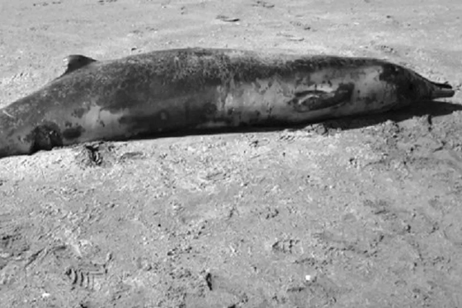 A female spade-toothed whale was found washed ashore in 2010 (Kirsten Thompson et al / Current Biology)