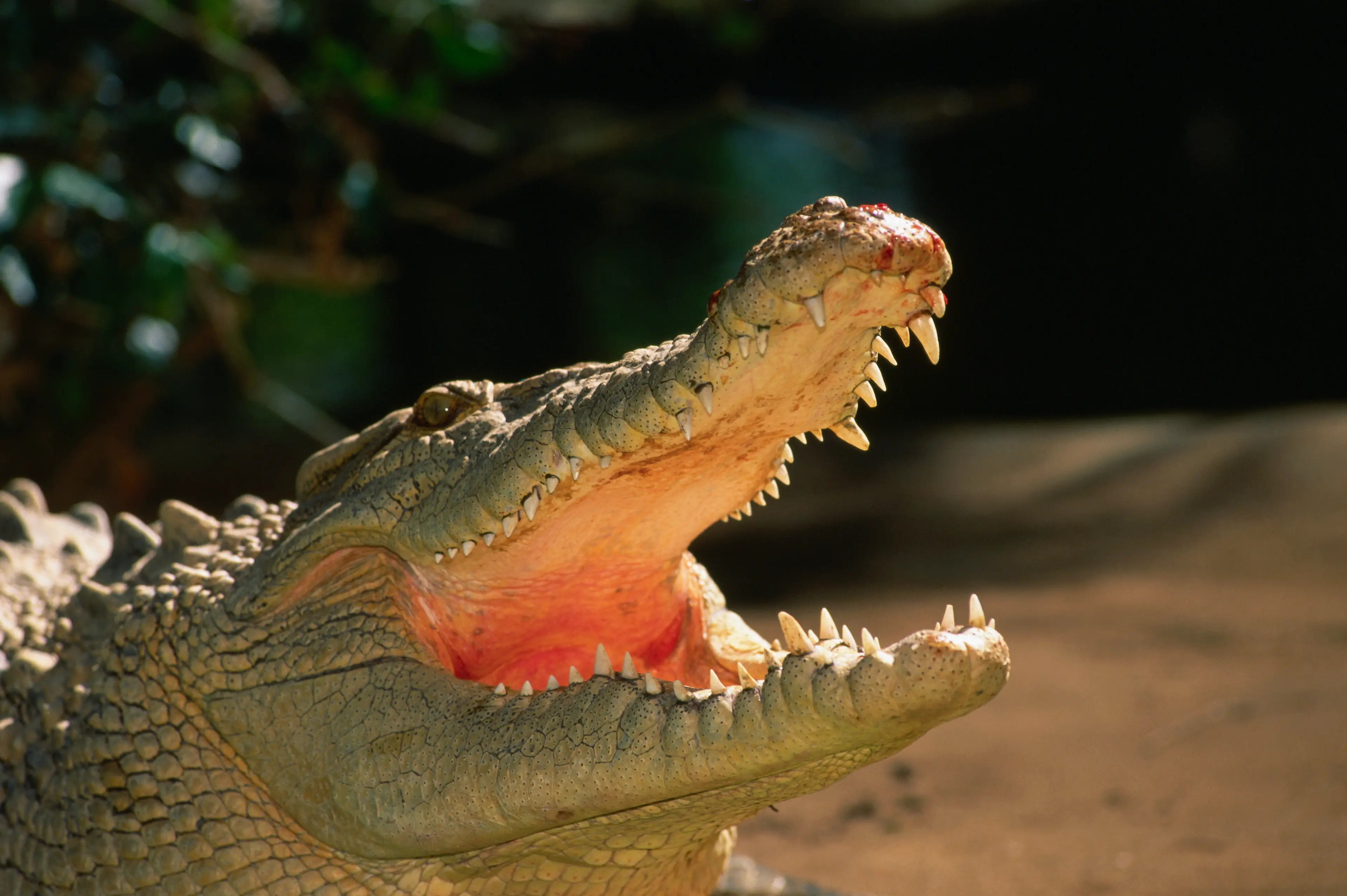 The crocodile was estimated to weigh around two tonnes (Getty Stock Photo)