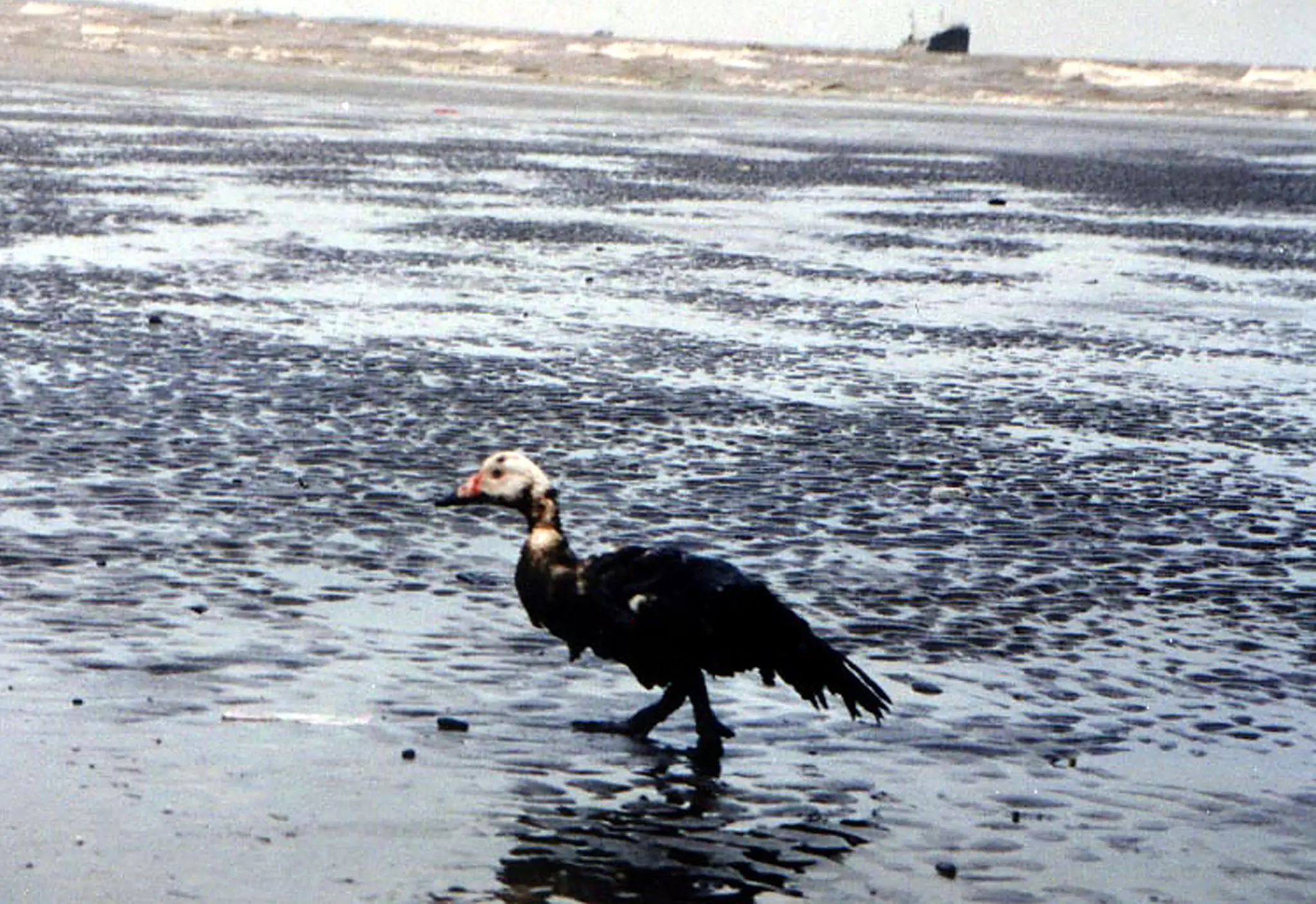 Sea life and birds can be directly harmed in oil spills (TATANG KIRANA/AFP via Getty Images)