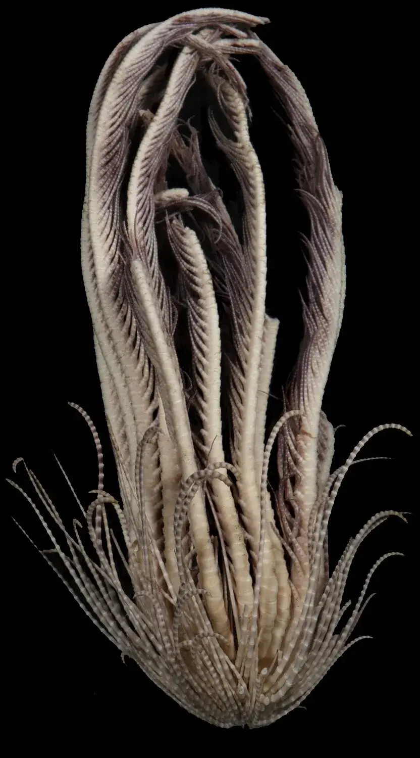 Some of the 'arms' are up to 8 inches long and studded with bumps or feathery tendrils. (Greg W. Rouse)