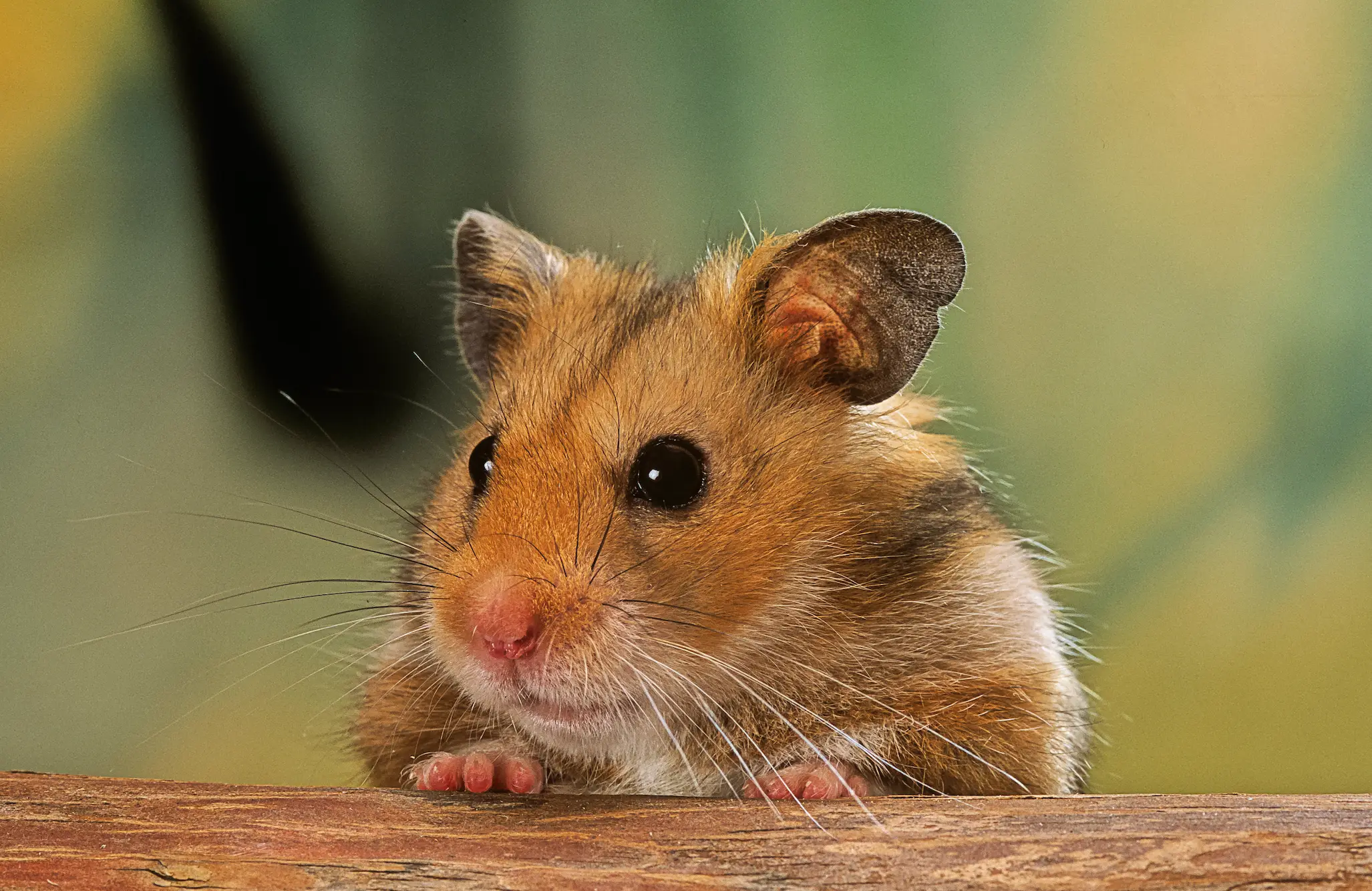 An autopsy is expected to shed more light on the cause of death for the woman(Getty Stock Image)