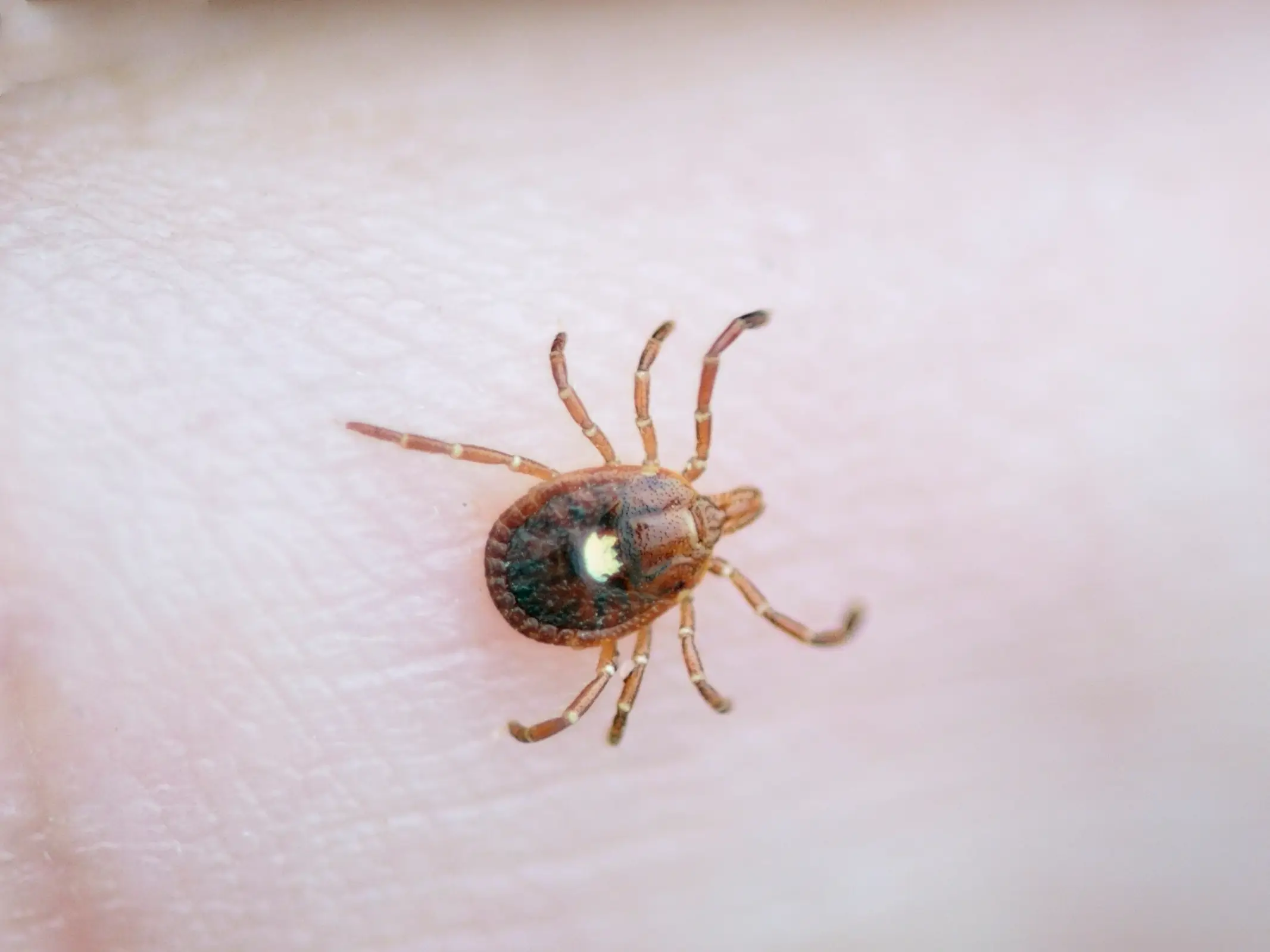 The Lone Star Tick is known to be the culprit (Getty Stock Image)