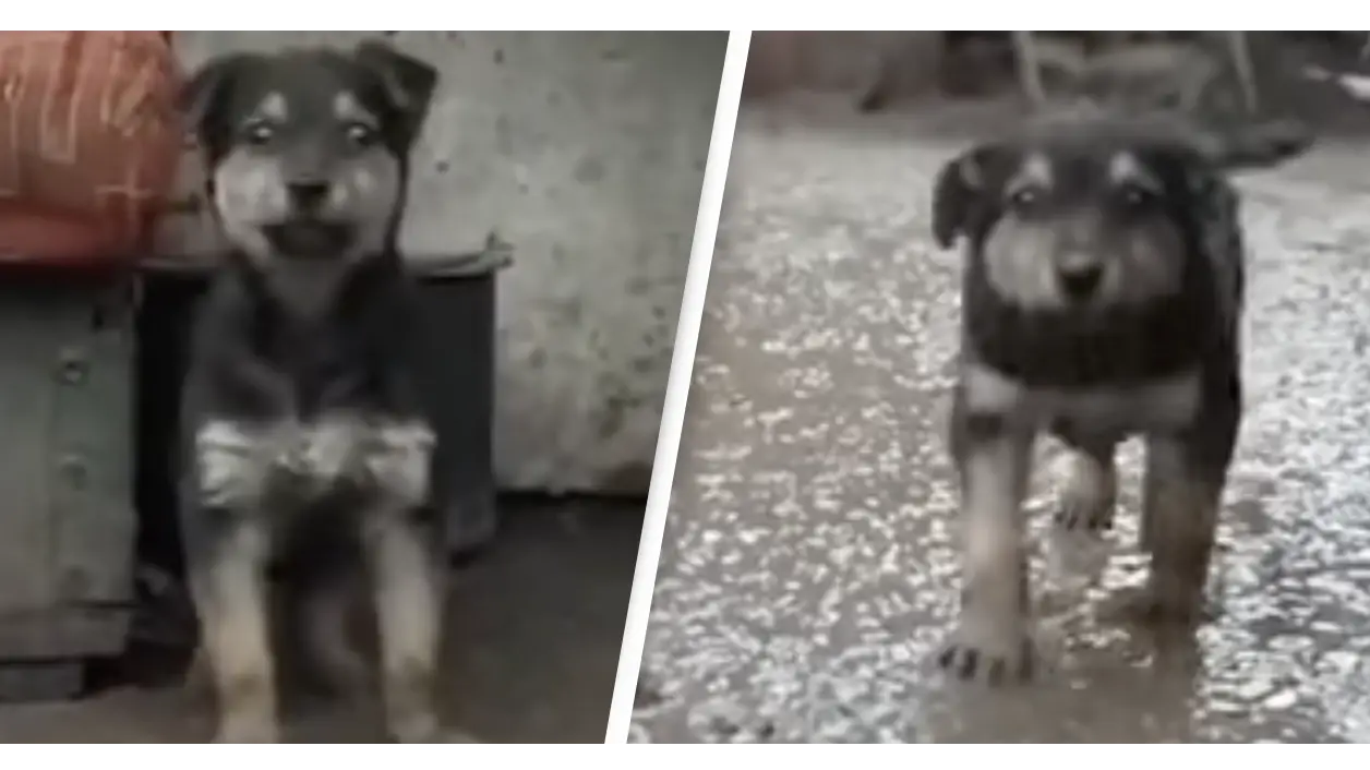 Ukraine: The Story Of Rambo The Rescue Dog Adopted By Ukrainian Soldiers