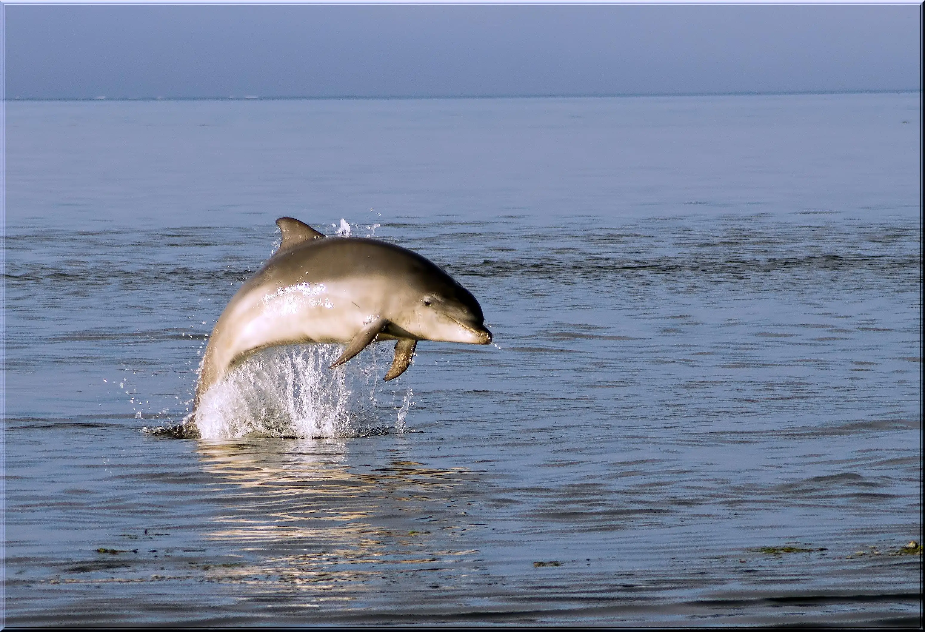 Kylie the dolphin was separated from her pod.
