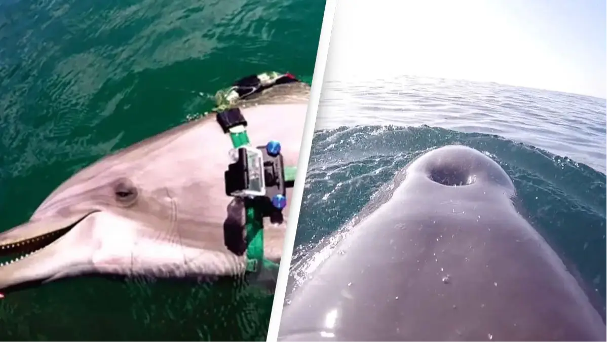 US Navy/National Marine Mammal Foundation