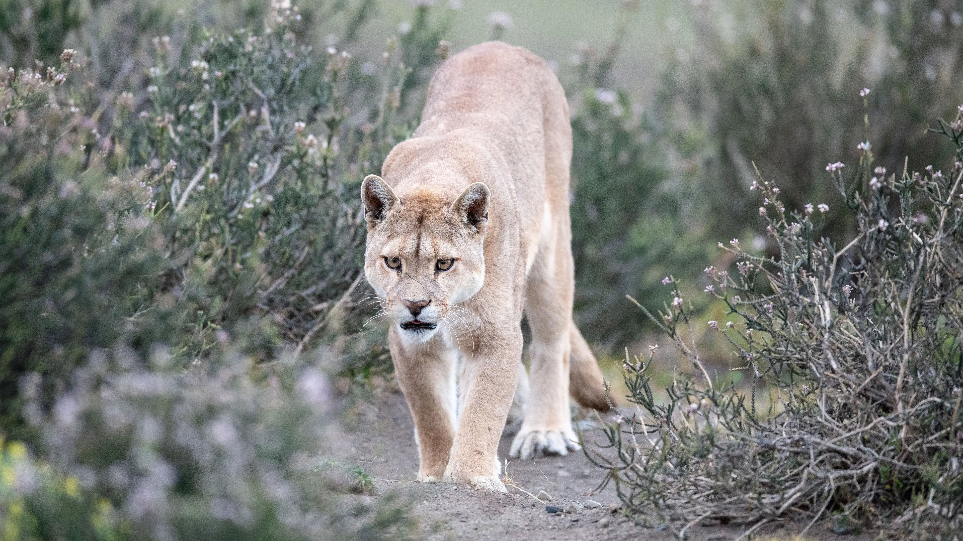 Carlos A Carreno/c3.photos via Getty Images