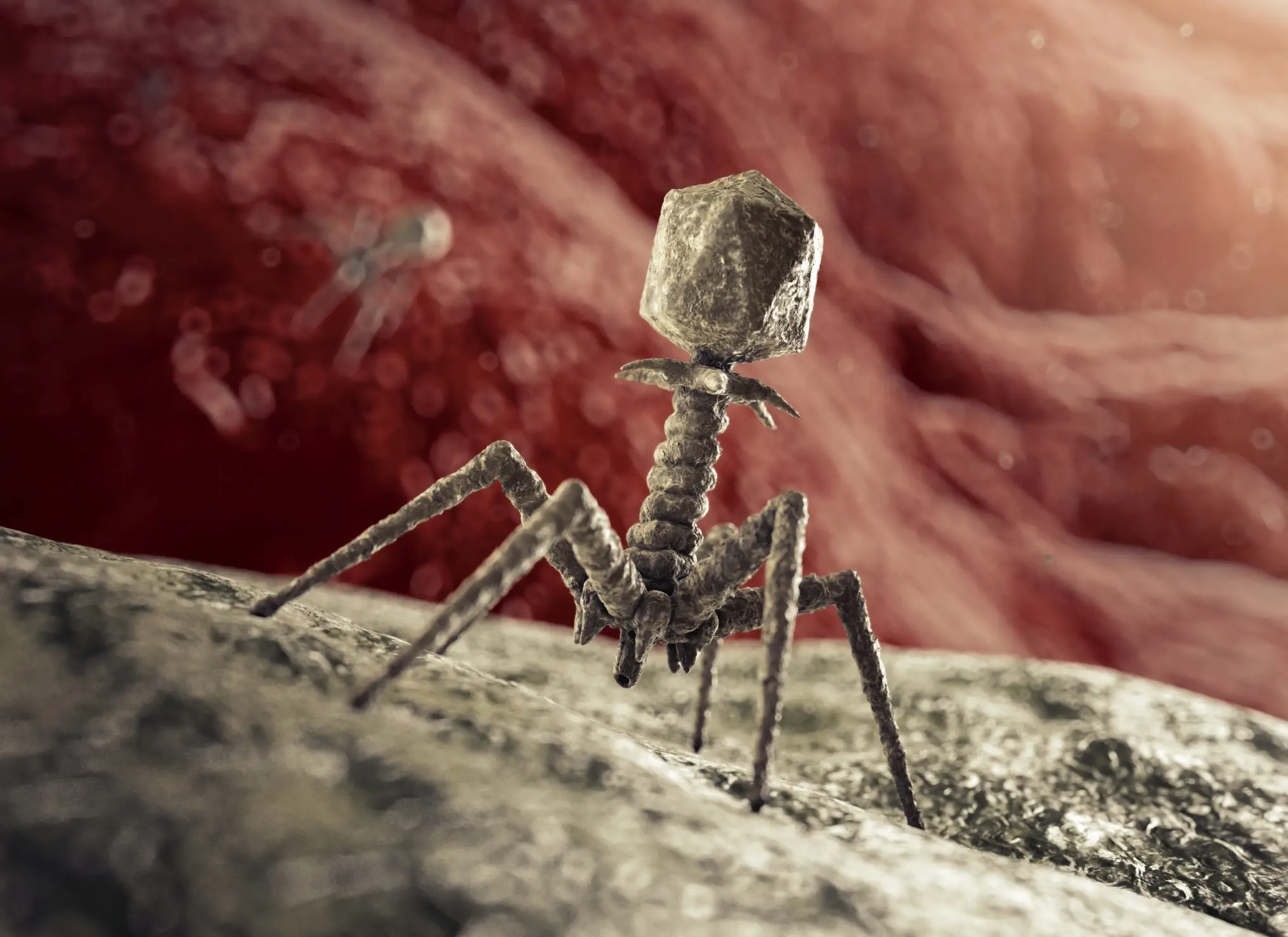 A bacteriophage about to inject a bacterium (Getty Stock Images)