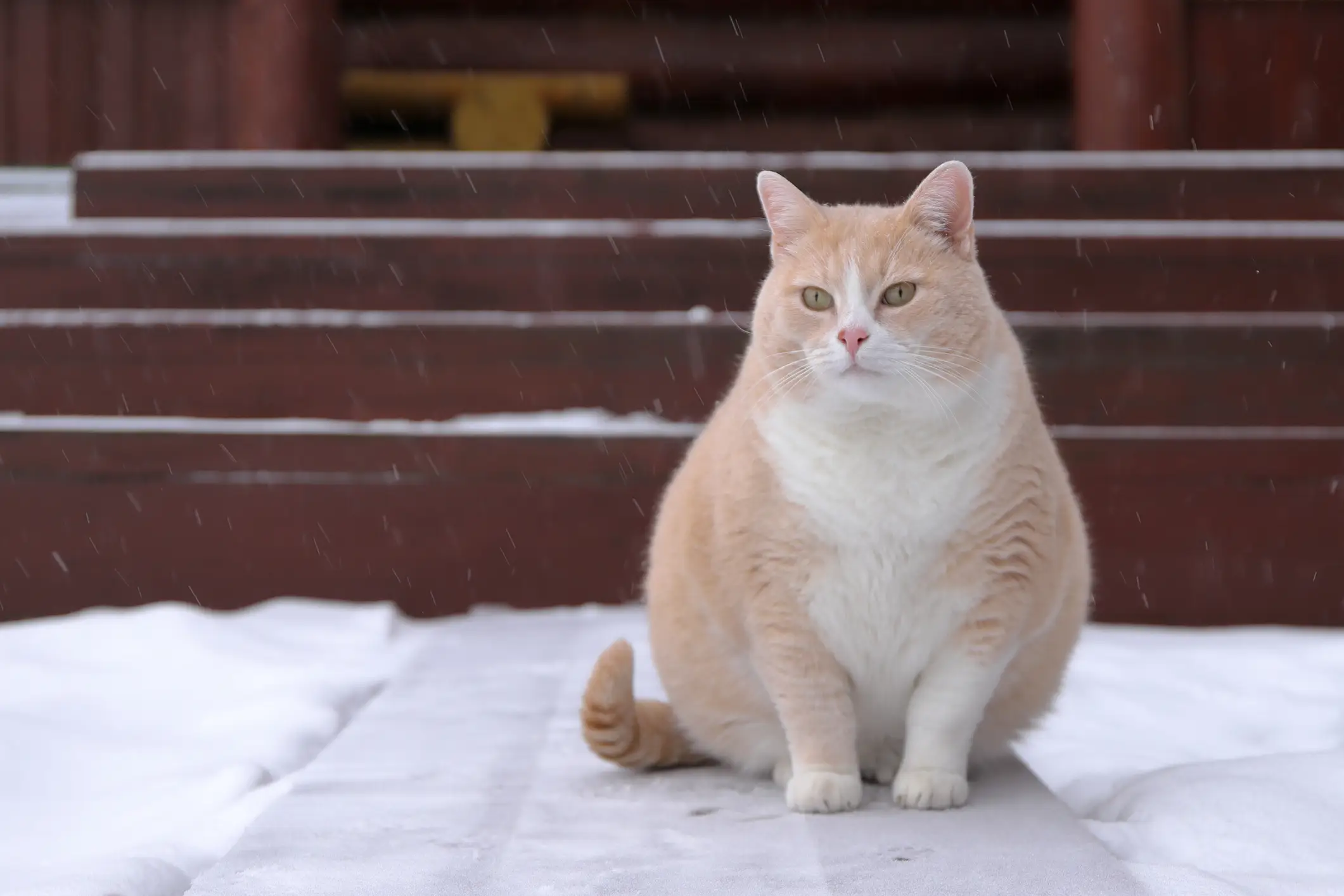 It is hoped the drug will have FDA approval by 2028 (vubaz/ Getty Images)