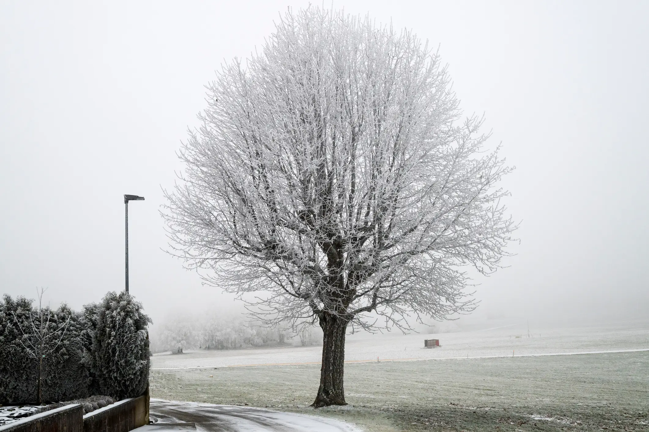 You might've seen freezing fog on trees before, just like this (Feifei Cui-Paoluzzo/Getty Images)