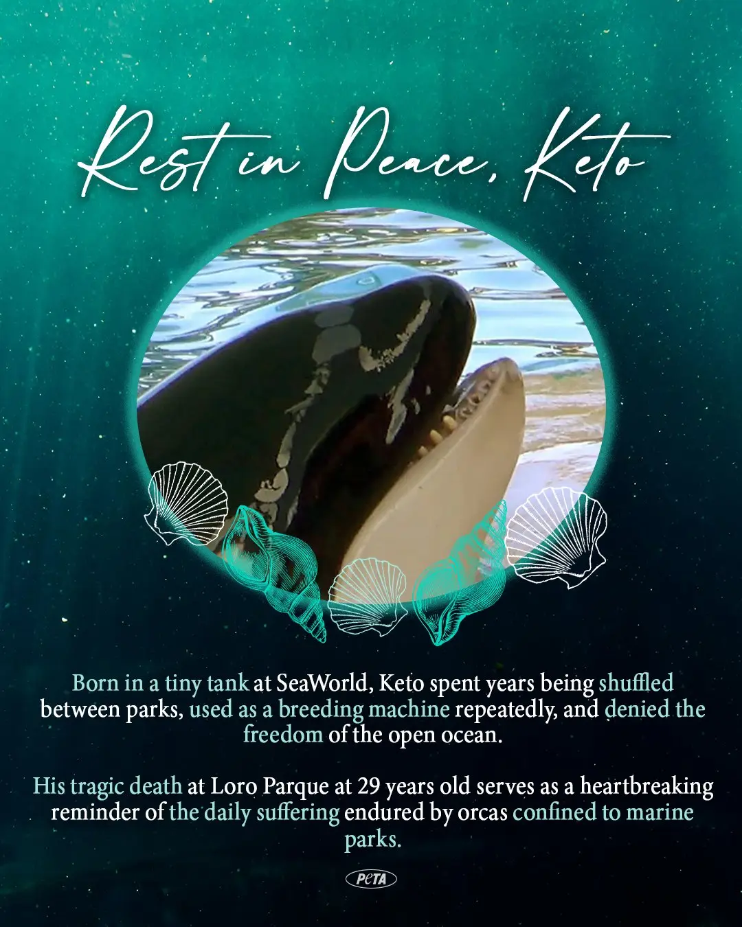 PETA has addressed Keto's passing (Twitter/ @peta) 