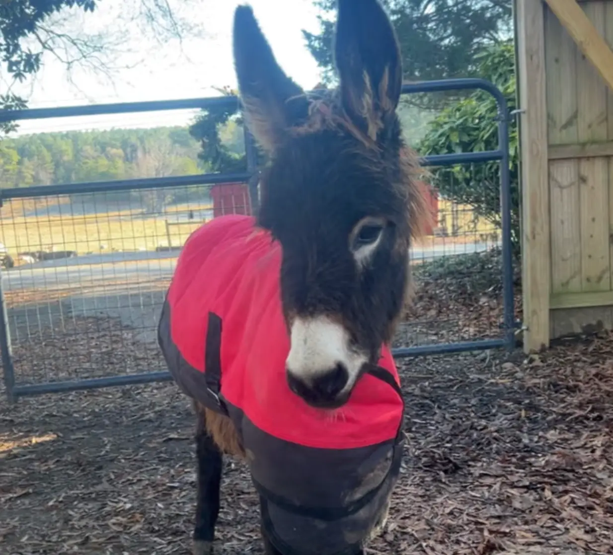 HeeHaw was fatally shot last month (GoFundMe)