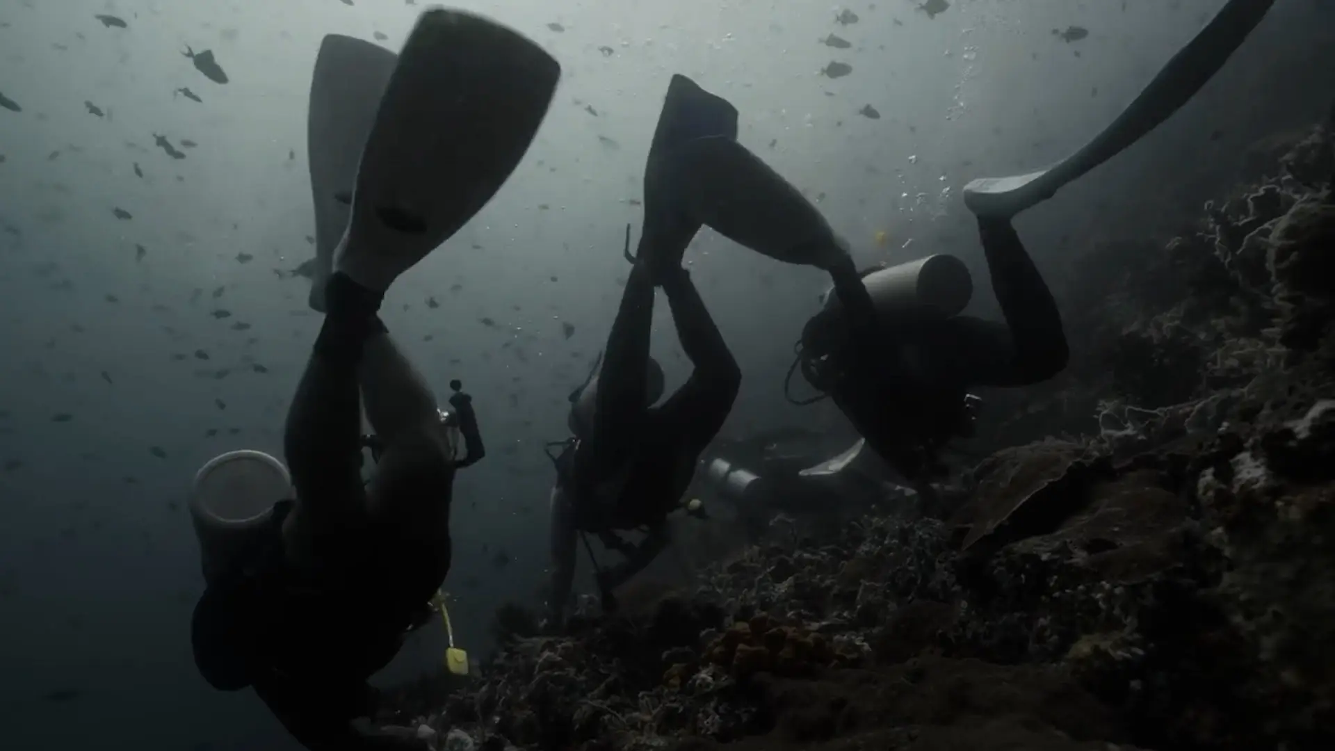 The two tourists diving just moments before the attack (ViralPress)