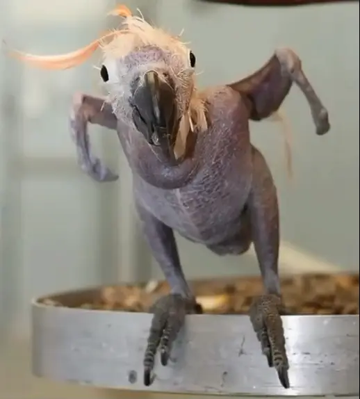 This parrot looks ready to brawl (Reddit)