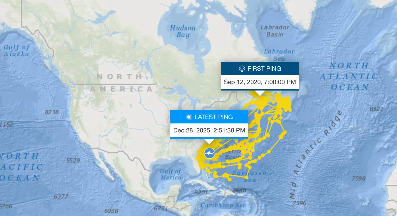 Scientists are hoping to learn more about how great whites mate (OCEARCH)