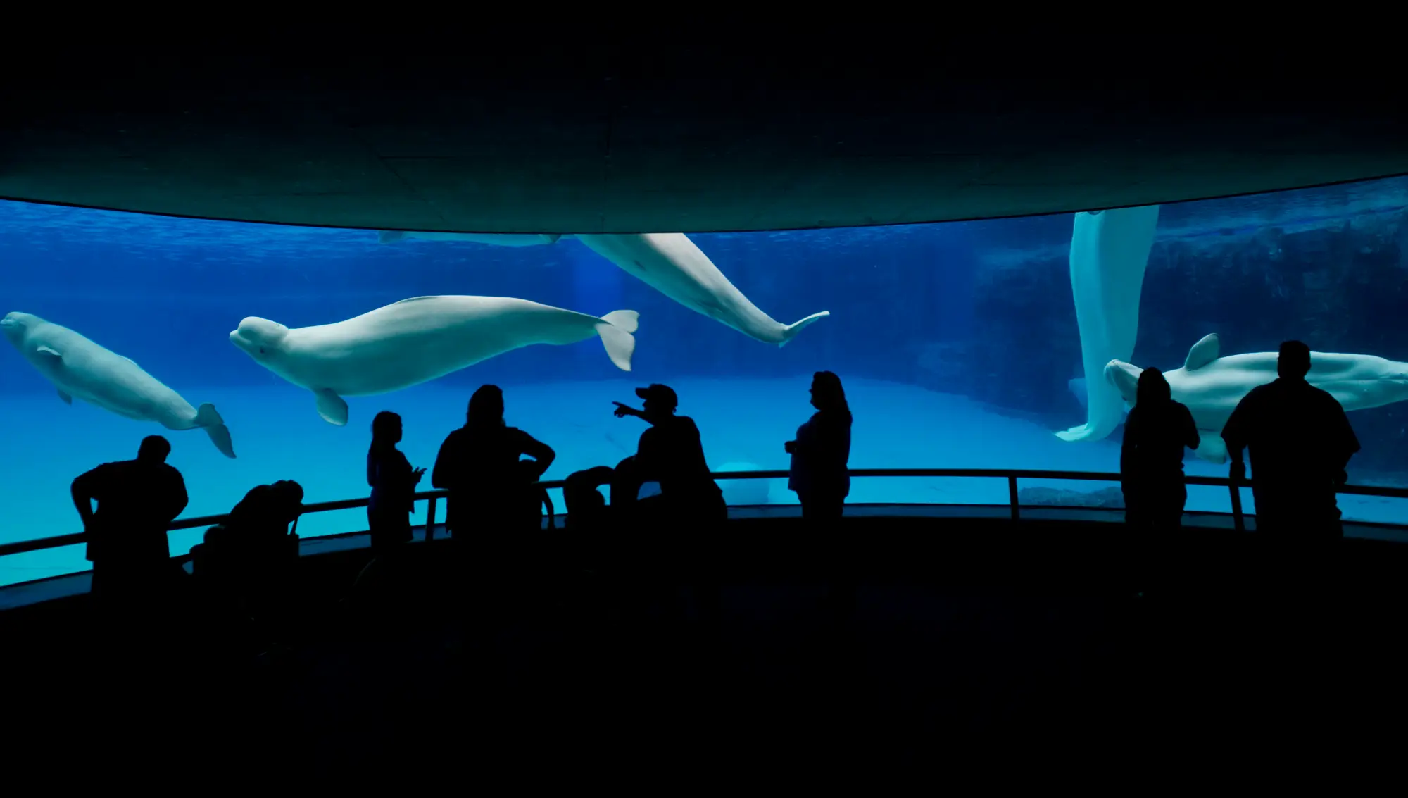 New homes have now been found for the whales, who currently live in enclosures such as the one pictured back in 2012 (Tara Walton/Toronto Star via Getty Images)