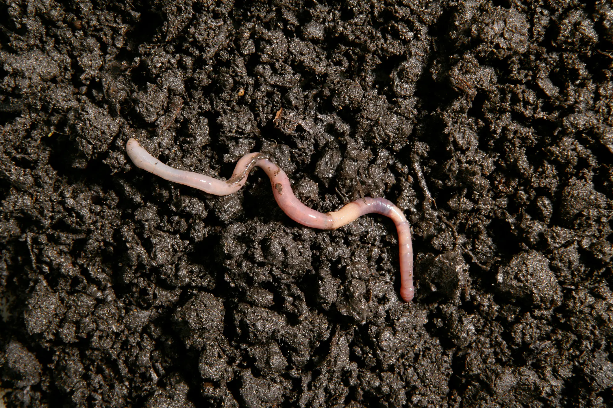 Worms might have the answer to living longer (