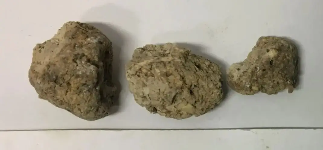 Fossilized poo has been found near Stonehenge.