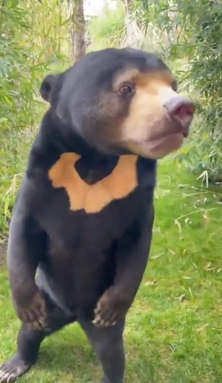 Paradise Wildlife Park has shared a clip of its own sun bear, named Kyra.