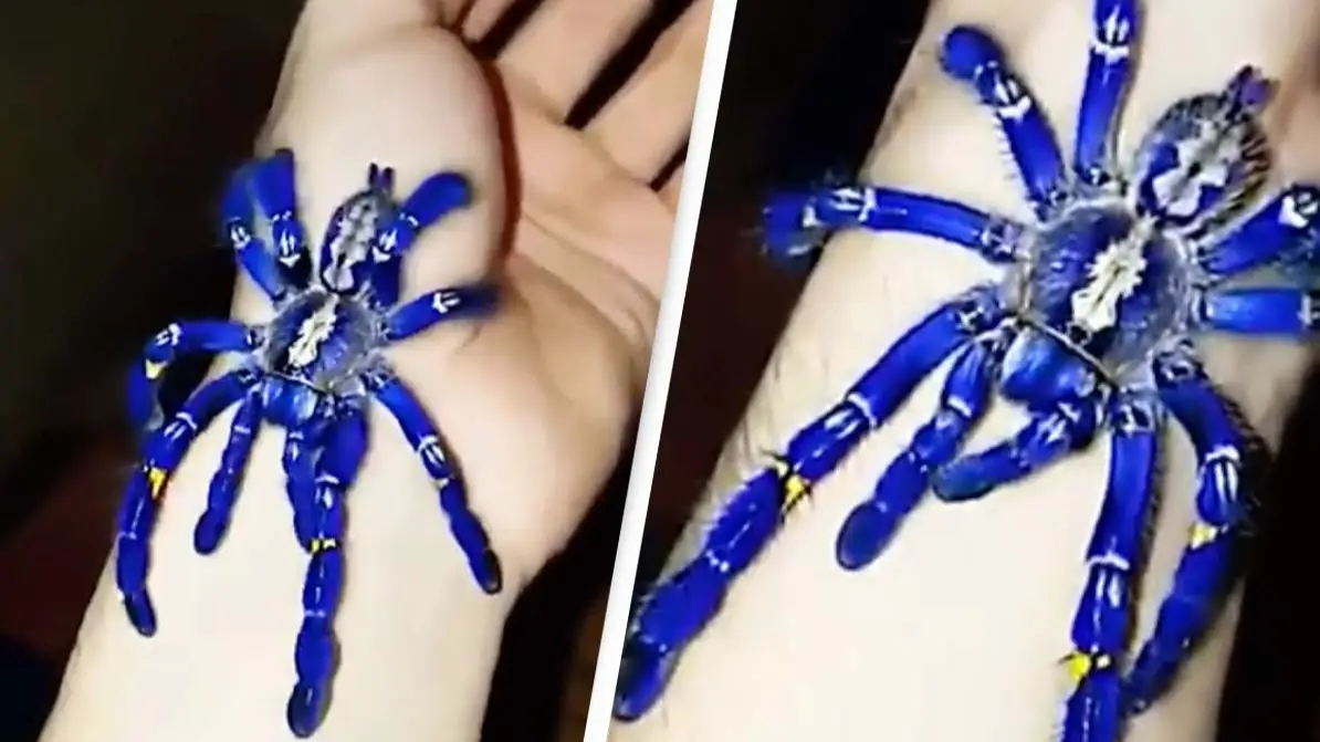 @alarming-Plate-8266/Reddit