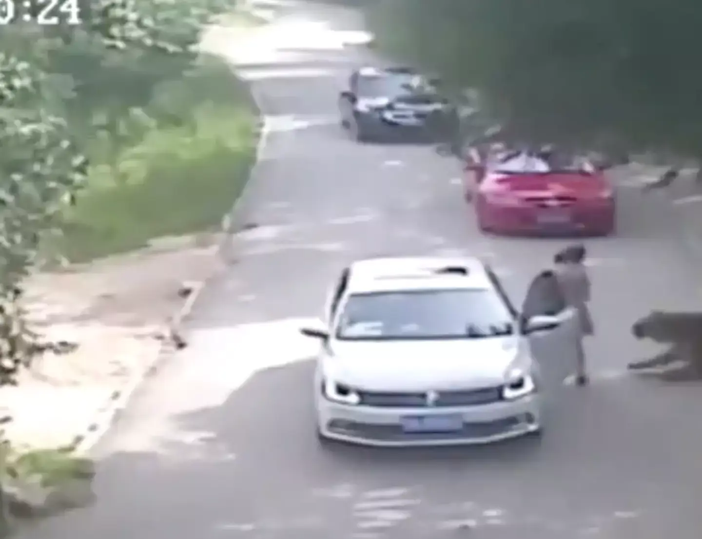 A tiger can been seen approaching the woman before dragging her off (Badaling Wildlife World)