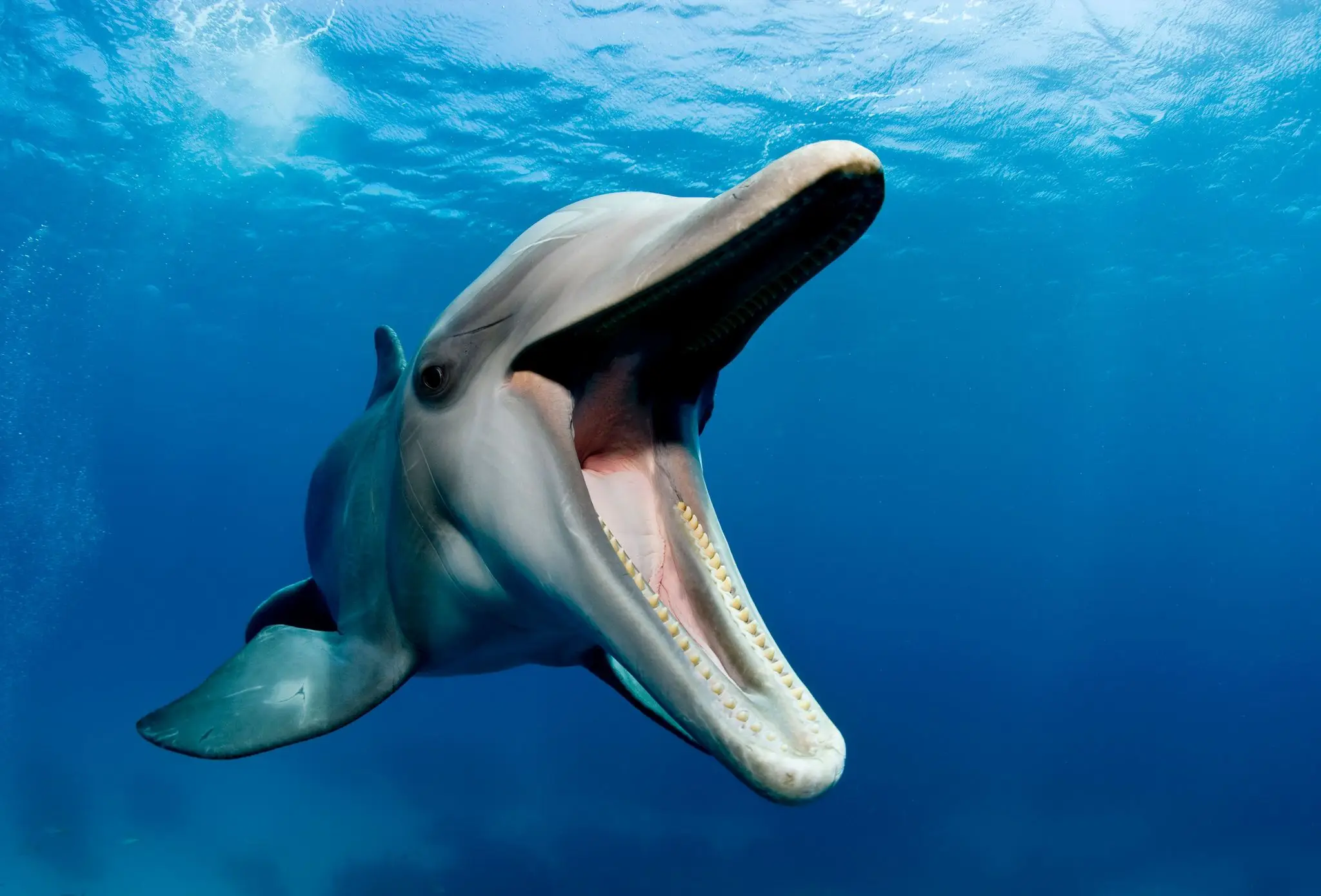 Takuma Goto was attacked while swimming (Stephen Frink / Getty)