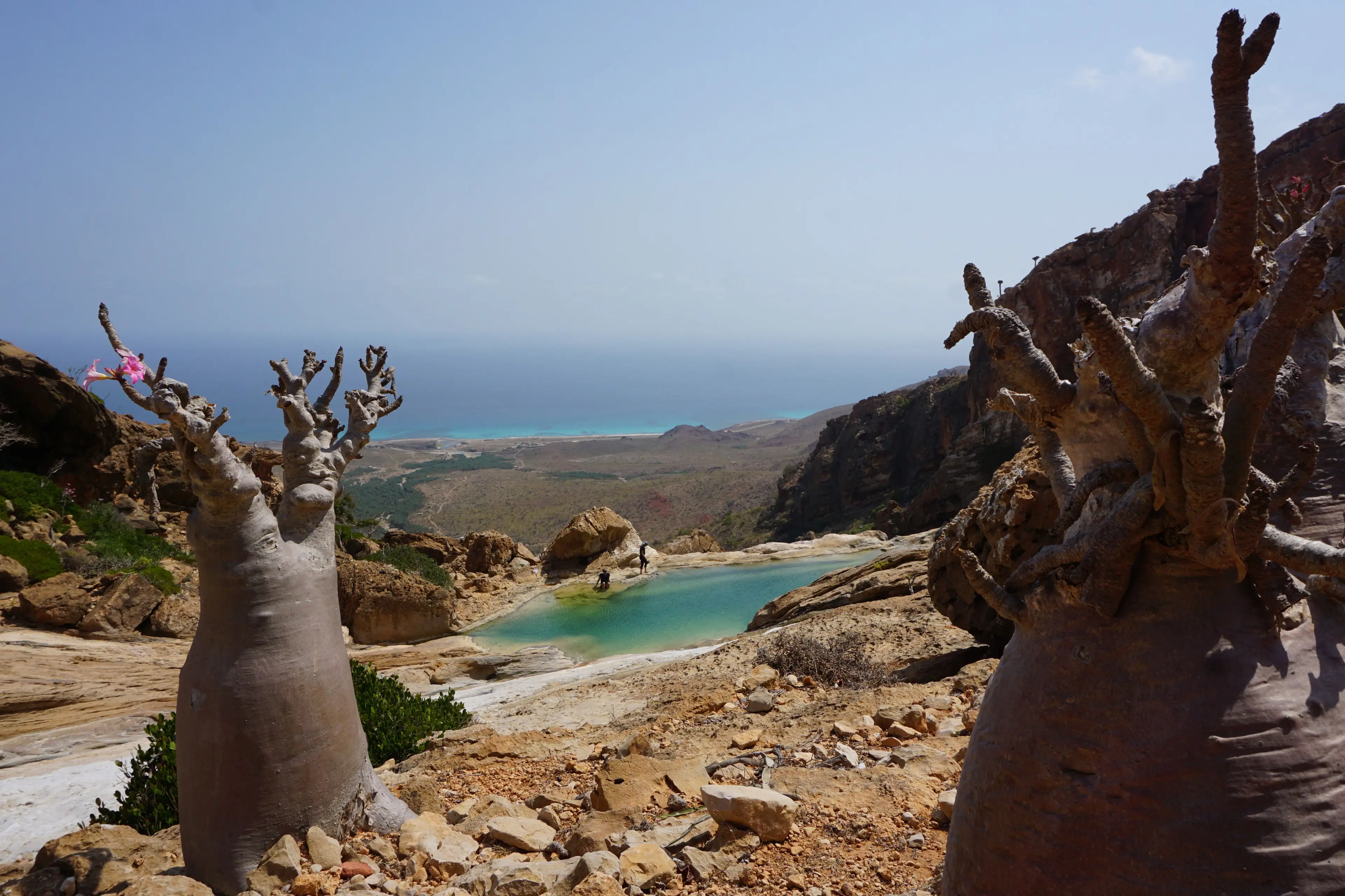 Socotra Island is home to bottle trees. (PETER MARTELL/AFP via Getty Images)