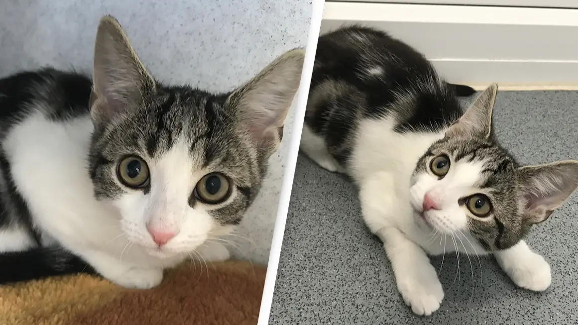 Homeless kitten found to be neither male nor female in historic first discovery