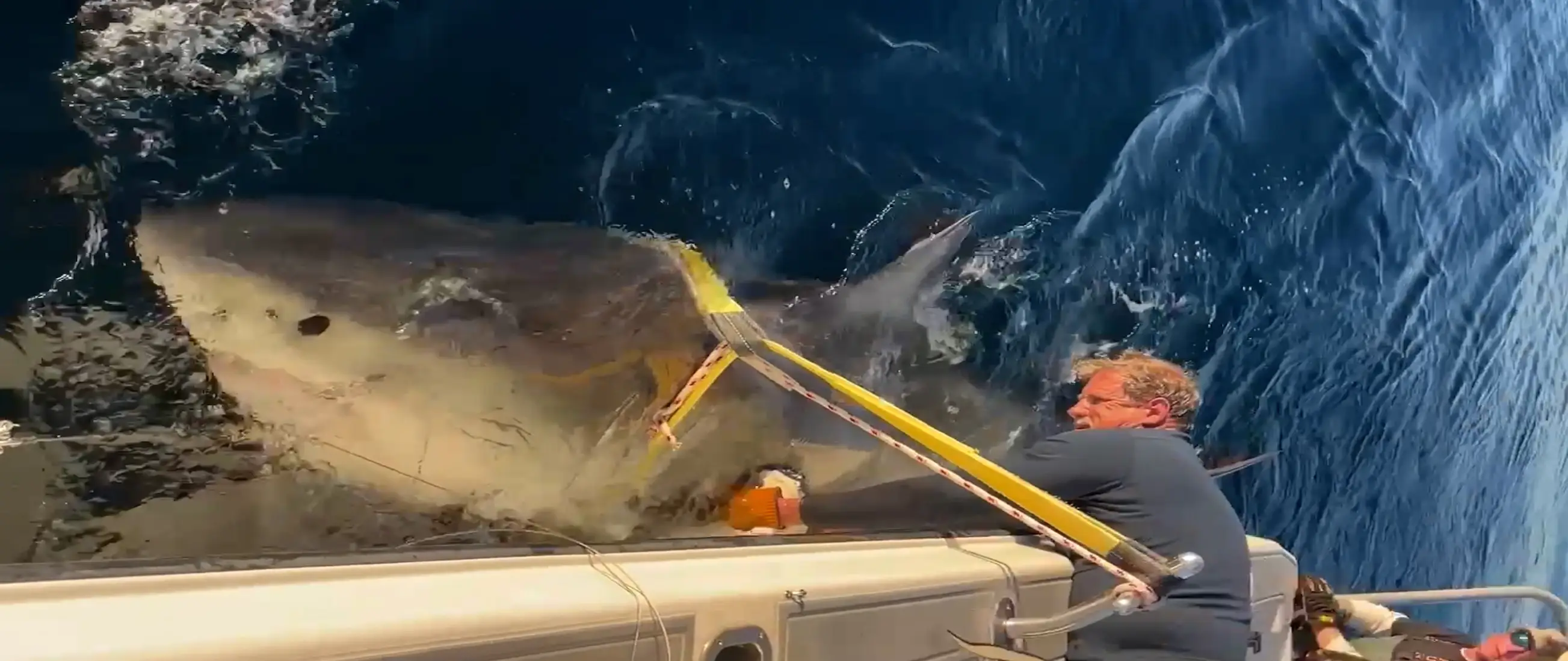 The shark has been spotted once more (SWNS)